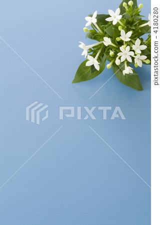 Bubaria and blue background Bubaria and blue background 4180280