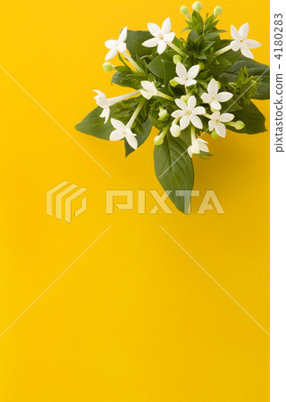 Bubaria和黃色背景 Bubaria和黃色背景 4180283
