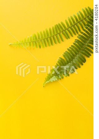 Fern leaves and yellow background 4180284
