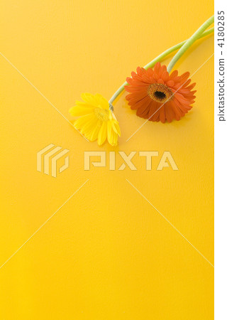 Two color gerbera and yellow background 4180285