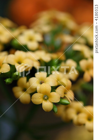 Kalanchoe flowers 4180313