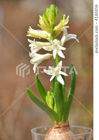 Hyacinth Flower Hyacinth Flower 4180856