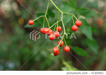 Neubara fruit 4180982