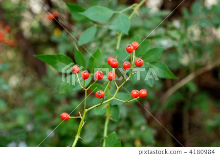 Neubara fruit Neubara fruit 4180984