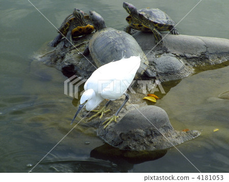 綠海龜和Kosagi 綠海龜和Kosagi 4181053