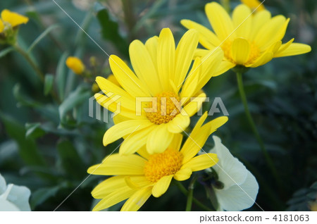 梳黃菊 盛開 生動 4181063