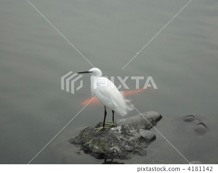 蒼鷺和鯉魚 4181142