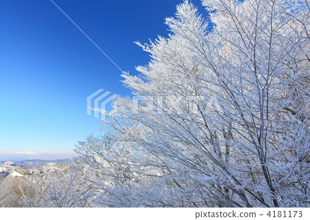 Snow Flower Snow Flower 4181173