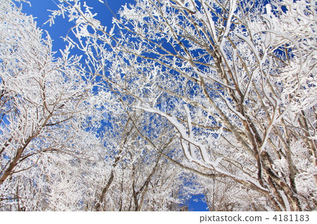 Snow Flower 4181183