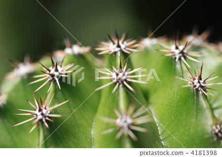 Cactus spear 4181398