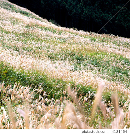Susuki of Hakone Sengokuhara Susuki of Hakone Sengokuhara 4181464