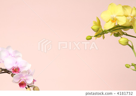 蝴蝶蘭 蝴蝶蘭 4181732