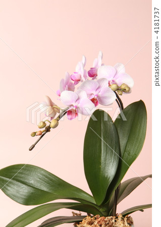 Phalaenopsis orchid  4181737