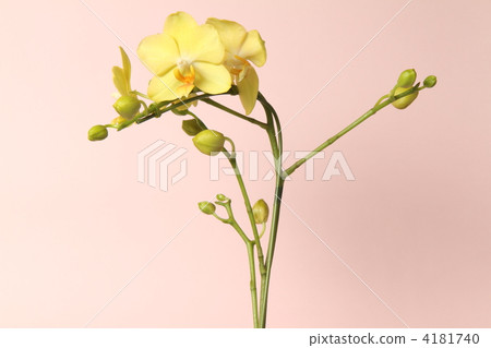 Phalaenopsis orchid  4181740