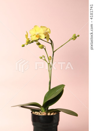 蝴蝶蘭 蝴蝶蘭 4181741