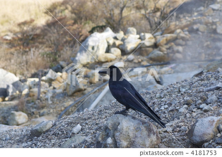 Heartbeat of life Heartbeat of life 4181753