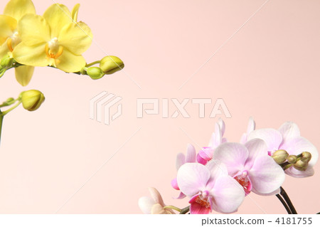 蝴蝶蘭 蝴蝶蘭 4181755
