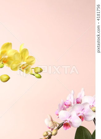Phalaenopsis orchid Phalaenopsis orchid 4181756