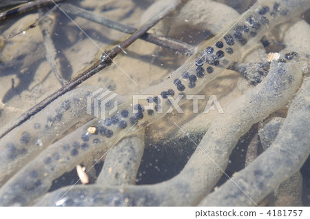 azuma toad of tamagotamashi, amphibian egg, toad eggs 4181757