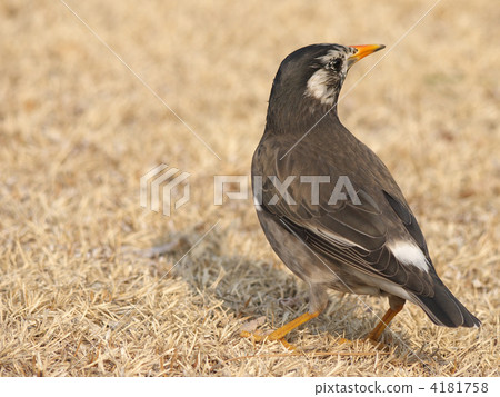 white-cheeked starling, grey starling, gray starling 4181758
