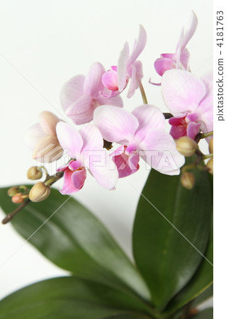 Phalaenopsis orchid  4181763