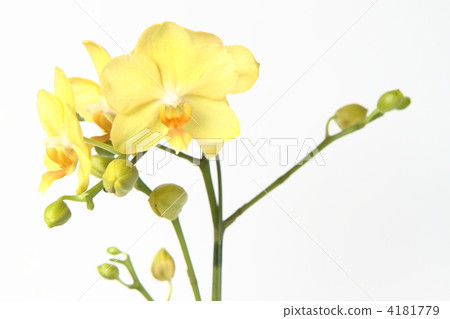 Phalaenopsis orchid  4181779