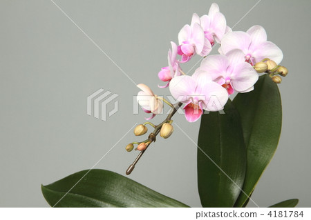 Phalaenopsis orchid  4181784