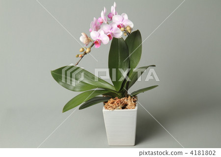Phalaenopsis orchid  4181802