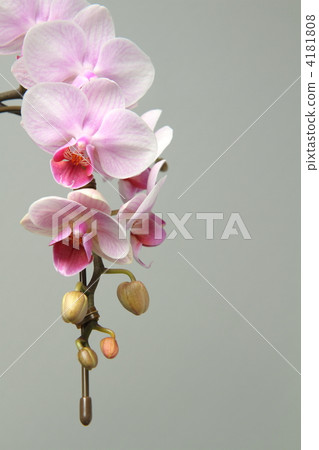 Phalaenopsis orchid  4181808