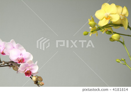 Phalaenopsis orchid  4181814