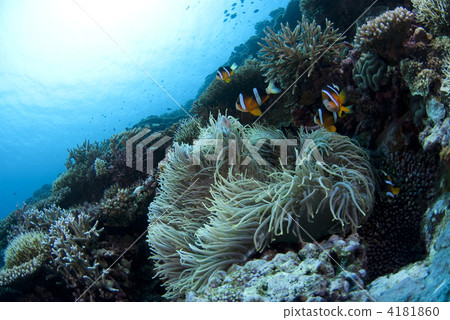 anemone fish, anemonefish, clown anemonefish 4181860