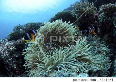 anemone fish, anemonefish, clown anemonefish 4181861