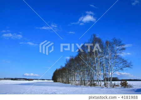 Birch and sky Birch and sky 4181988