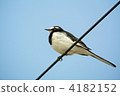 japanese wagtail, small bird, one (bird) 4182152