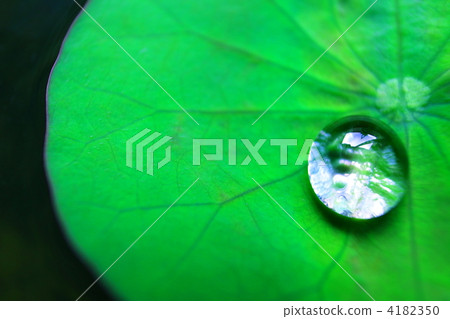 室內盆栽 觀葉植物 綠葉 4182350