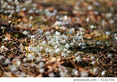 節分草 分草 濕地 4182556