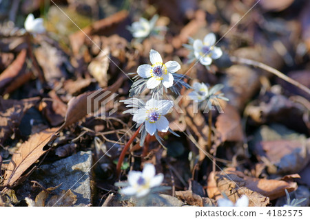 節分草 分草 春天 4182575