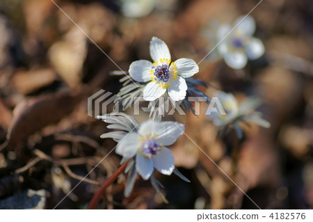 節分草 分草 小鹿野 4182576