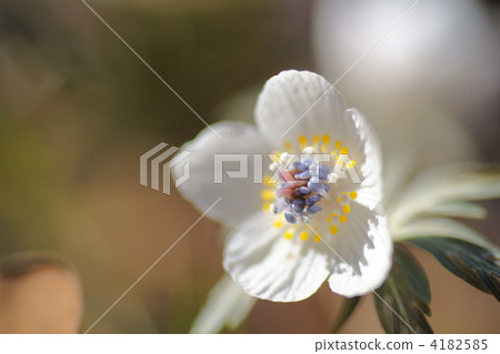 節分草 分草 秩父 4182585