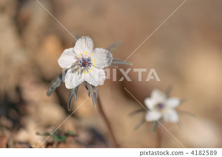 節分草 分草 小鹿野 4182589