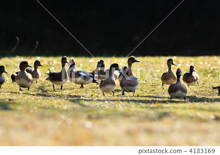 在燈光下走來走去 4183169