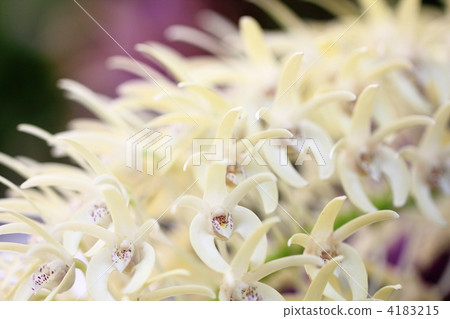 Timing Sekkoku 4183215