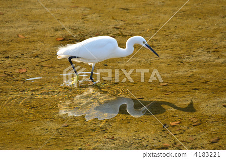白鷺 4183221