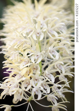 Timing Sekkoku 4183227