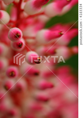 Portea Alatisepara Portea Alatisepara 4183334