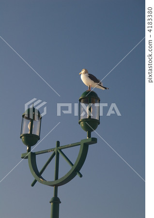 gull, gulls, sea gull 4183380