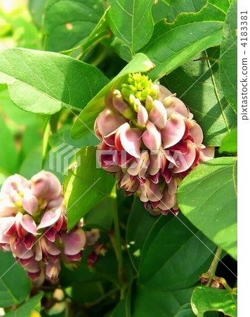 It resembles a flower of Kuzu A delicious American potato flower 4183381