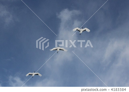 red-crowned crane, crane, cranes 4183384