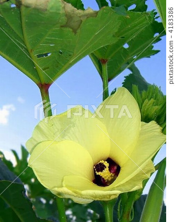 Truly a beautiful okra flower 4183386