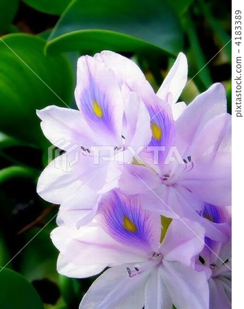 Water hyacinth of mysterious beauty 4183389